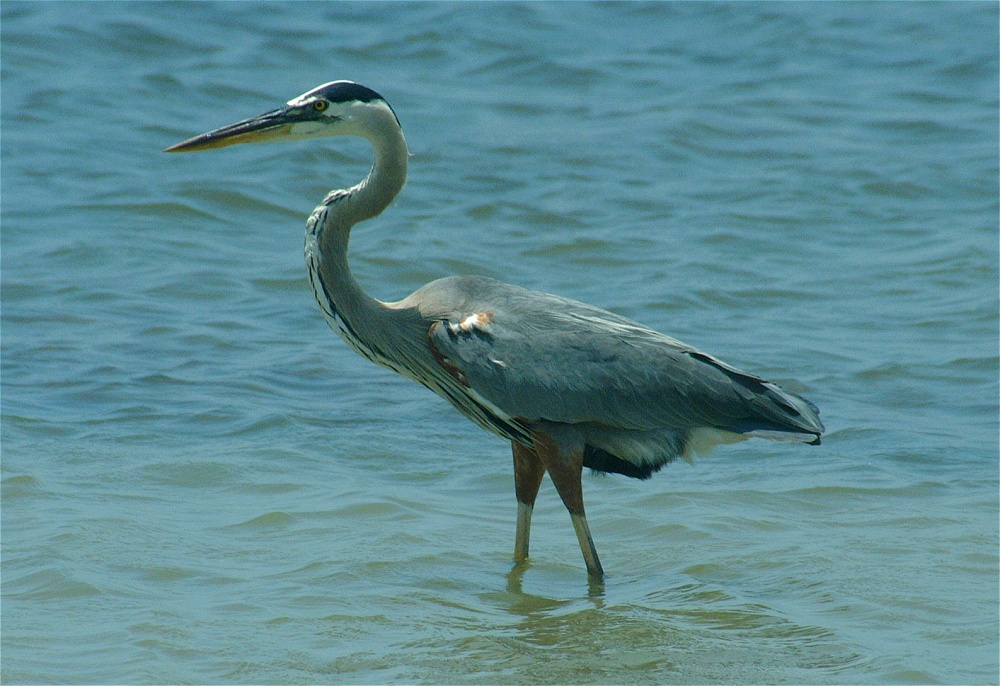 (15) Dscf5273 (great blue heron).jpg   (1000x686)   259 Kb                                    Click to display next picture